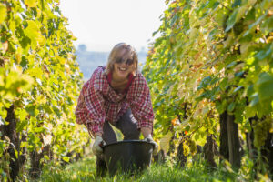 Vendanges touristiques en Alsace
