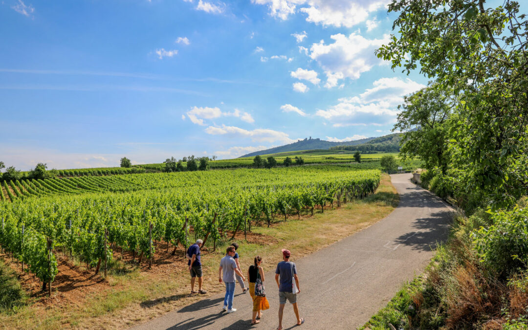 1-Vignoble-Colmar Tourisme