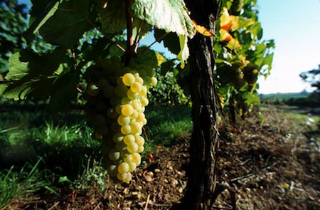 Déguster les vins d’Alsace : nos coups de cœur