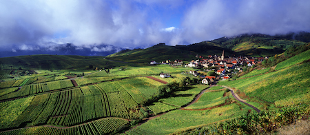 Les vins d’Alsace, une singulière richesse